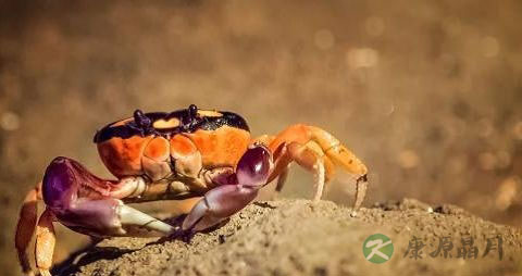 螃蟹怎么处理干净内脏 螃蟹怎么处理干净内脏