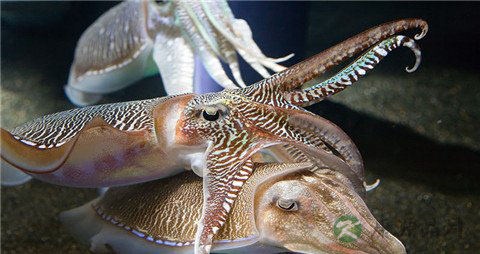 墨鱼的营养价值_吃墨鱼的好处