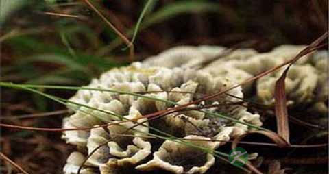 干巴菌的营养价值_吃干巴菌的好处