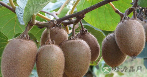 野生猕猴桃的吃法_哪些人不能吃野生猕猴桃