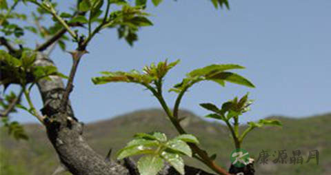 花椒芽的营养价值_吃花椒芽的好处