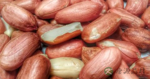 花生芽有毒吗 花生芽有毒吗