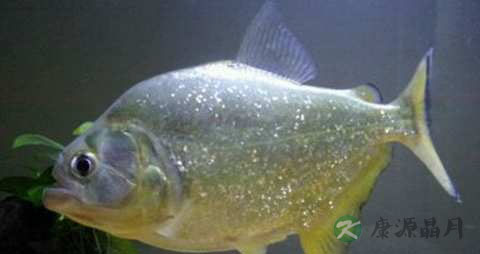 黄钻鱼的营养价值_吃黄钻鱼的好处