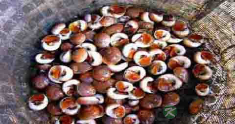 肚脐螺的营养价值_吃肚脐螺的好处