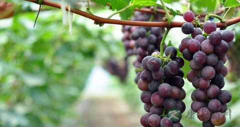 葡萄开裂还能吃吗