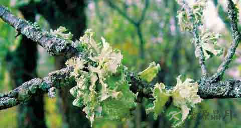 地衣的营养价值_吃地衣的好处 地衣的营养价值_吃地衣的好处