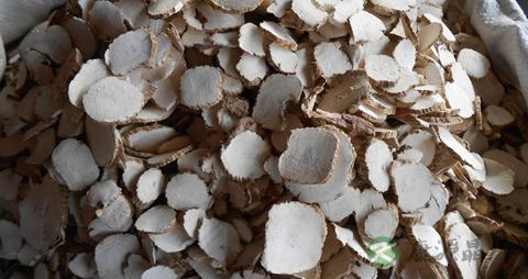 白芷的营养价值_吃白芷的好处