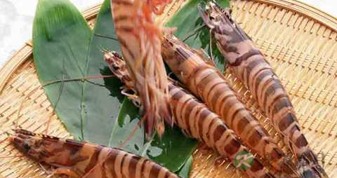 竹节虾的营养价值_吃竹节虾的好处 竹节虾的营养价值_吃竹节虾的好处