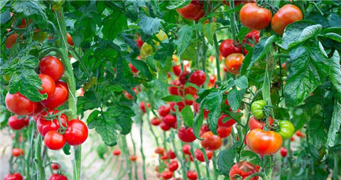 西红柿的营养价值_吃西红柿的好处