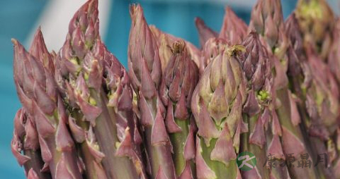 芦笋炒之前要焯水吗 芦笋炒之前要焯水吗