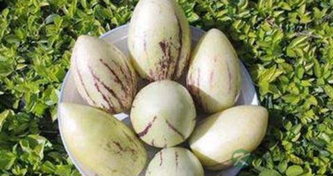 茄瓜的营养价值_吃茄瓜的好处