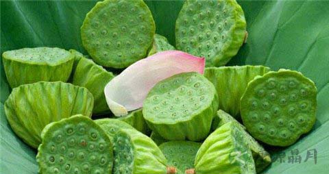 新鲜莲子怎么吃 新鲜莲子的食用方法