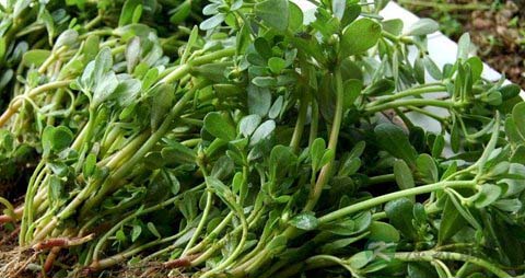 马齿苋孕妇可以吃吗