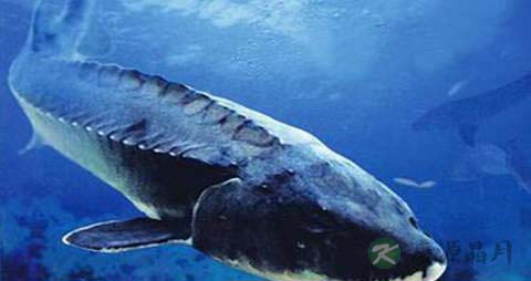 金鳇鱼的营养价值_吃金鳇鱼的好处