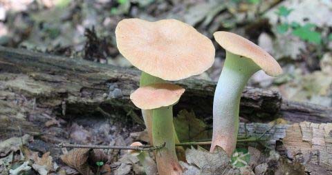 炒杏鲍菇用焯水吗 炒杏鲍菇用焯水吗