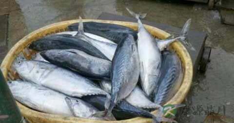 鲣鱼的营养价值_吃鲣鱼的好处