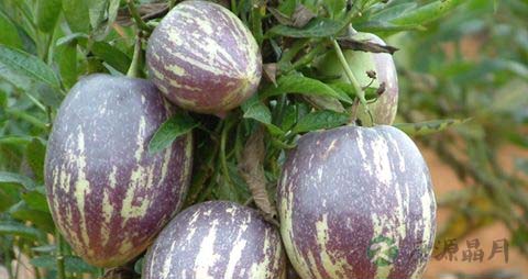 茄瓜的营养价值_吃茄瓜的好处