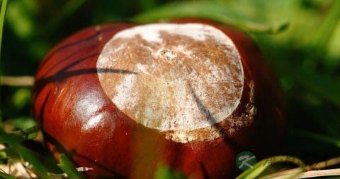 生板栗可以冷冻吗