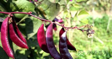 白豆的营养价值_吃白豆的好处