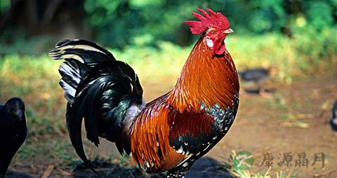公鸡的营养价值_吃公鸡的好处