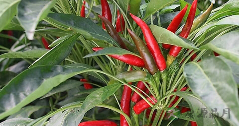 朝天椒的营养价值_吃朝天椒的好处