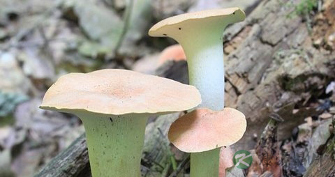 炒杏鲍菇用焯水吗 炒杏鲍菇用焯水吗