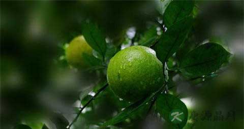 青金桔的吃法_哪些人不能吃青金桔