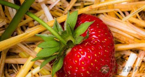 冻草莓怎么吃