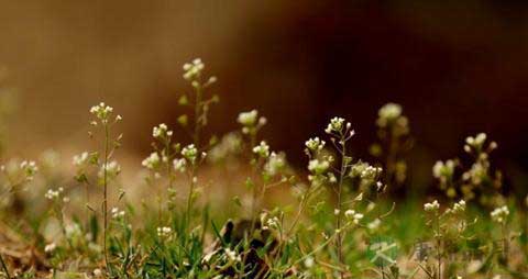 荠菜根的功效与作用