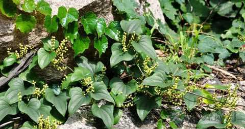 野山药的营养价值_吃野山药的好处