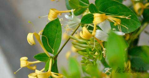 金银花茶的营养价值_吃金银花茶的好处