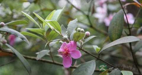 桃金娘的营养价值_吃桃金娘的好处