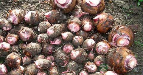 芋艿的吃法_哪些人不能吃芋艿