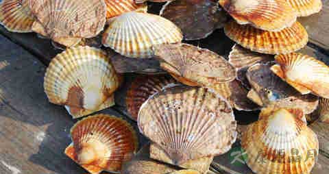 扇贝怎么洗比较干净