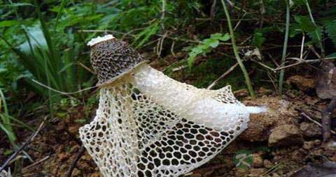 短裙竹荪的营养价值_吃短裙竹荪的好处