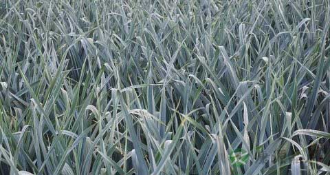 青蒜的营养价值_吃青蒜的好处