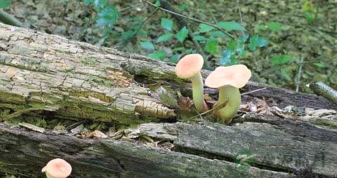 炒杏鲍菇用焯水吗 炒杏鲍菇用焯水吗