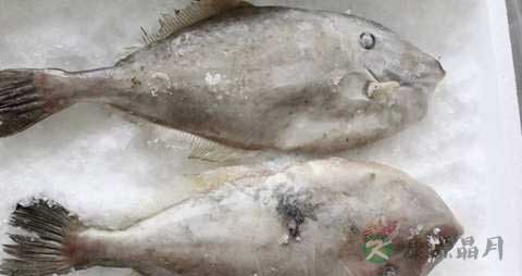 皮匠鱼的营养价值_吃皮匠鱼的好处 皮匠鱼的营养价值_吃皮匠鱼的好处