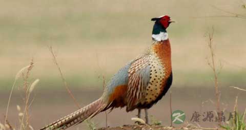 野山鸡的吃法_哪些人不能吃野山鸡