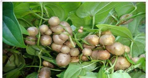 山药豆的营养价值_吃山药豆的好处