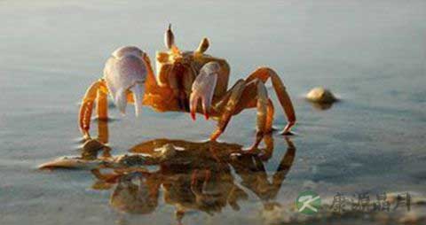 蓝蟹的吃法_哪些人不能吃蓝蟹