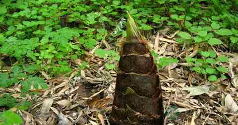 黑笋的营养价值_吃黑笋的好处