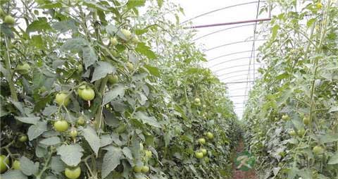 西红柿的营养价值_吃西红柿的好处