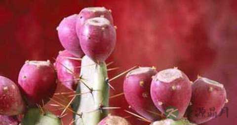 仙人掌果的吃法_哪些人不能吃仙人掌果