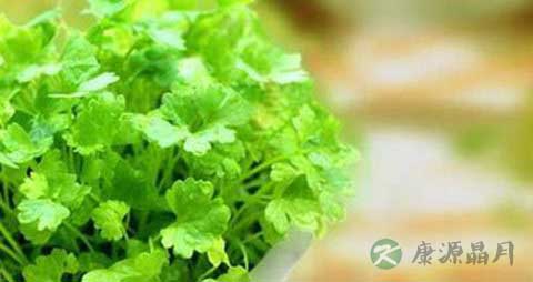 大叶香菜的吃法_哪些人不能吃大叶香菜 大叶香菜的吃法_哪些人不能吃大叶香菜