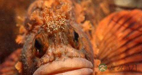 先生鱼的吃法_哪些人不能吃先生鱼 先生鱼的吃法_哪些人不能吃先生鱼