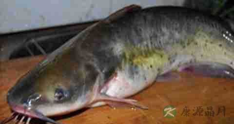 钳鱼的营养价值_吃钳鱼的好处