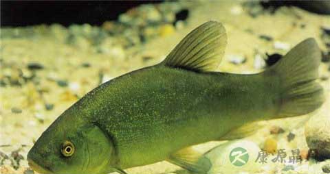 清江鱼与鲶鱼区别
