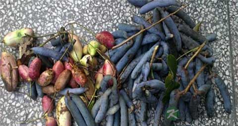 猫屎瓜的营养价值_吃猫屎瓜的好处