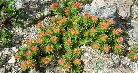 红景天的吃法_哪些人不能吃红景天 红景天的吃法_哪些人不能吃红景天